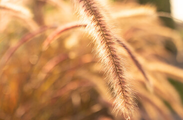 Meadow field at sunset. Beautiful natural scene and shining a sunlight. A golden of plant concept