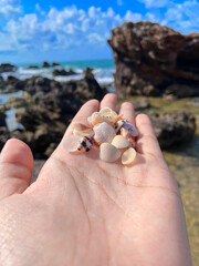 hands holding seashells by the beach.