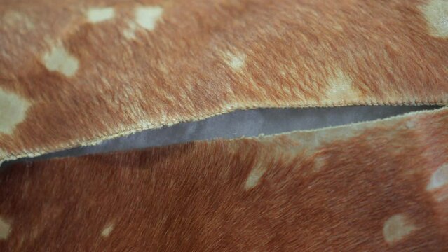 A torn seam on the leather trim of a piece of furniture.