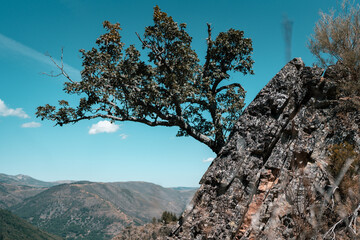 tree in the mountains