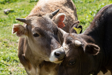portrait of the cows