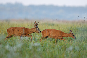 Roe deer buck with big antlers chasing doe on the meadow in rutting season. Courting behavior of wild animals in natural habitat. Concept of love between mammals. © Peter Binó