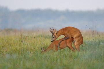 Roe deer pair mating on the natural meadow in the soft morning light. The intimate moment in life of roe deers love. Concept of love between mammals. © Peter Binó
