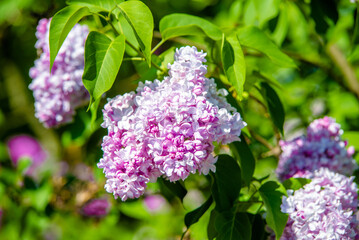 Pink lilac blooms in the Botanical garden
