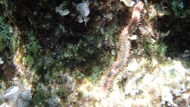 Hermodice carunculata, the bearded fireworm, is a type of marine bristleworm belonging to the Amphinomidae family, native to the tropical Atlantic Ocean and the Mediterranean Sea.