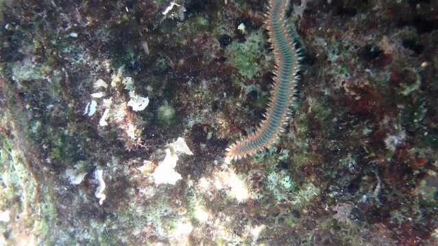 Hermodice carunculata, the bearded fireworm, is a type of marine bristleworm belonging to the Amphinomidae family, native to the tropical Atlantic Ocean and the Mediterranean Sea.