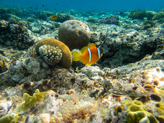 Clownfish in a coral reef of the Red Sea next to sea anemones