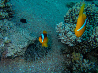 Clownfish in a coral reef of the Red Sea next to sea anemones