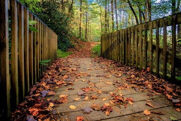 Beautiful shot of greenery and a bridge in the forest - perfect for the background