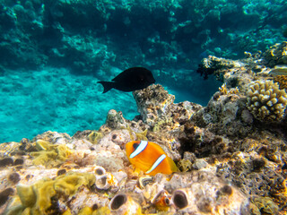 Clownfish in a coral reef of the Red Sea next to sea anemones