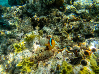 Naklejka na ściany i meble Clownfish in a coral reef of the Red Sea next to sea anemones