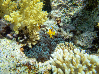 Fototapeta na wymiar Clownfish in a coral reef of the Red Sea next to sea anemones