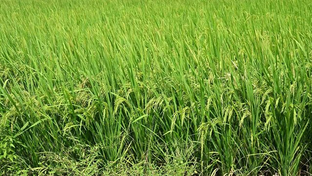 green paddy on field closeup at horizontal composition
