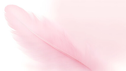 Pink feather on a pastel pink background