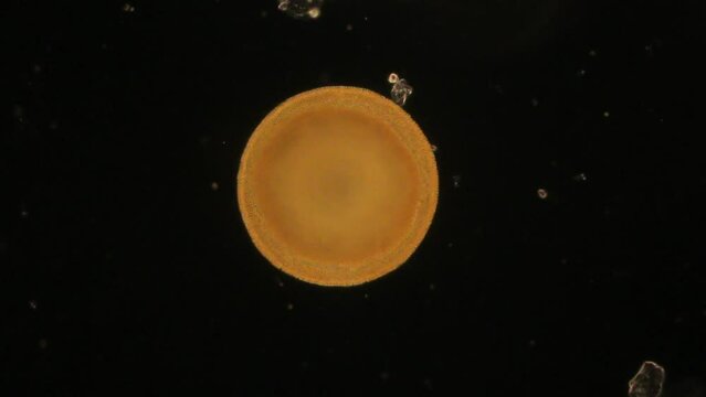 Study of protozoa and Algae under the microscope for education.
