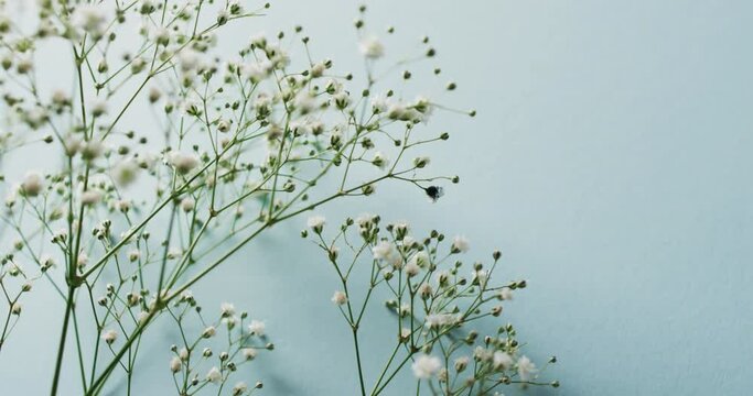 Video of multiple white flowers and copy space on blue background