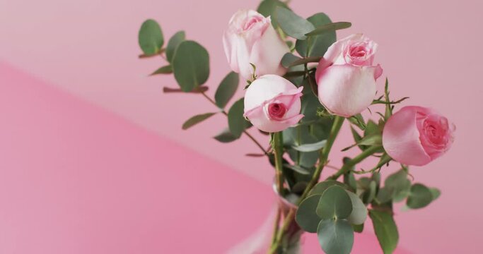 Video of pink roses in glass vase with copy space on pink background