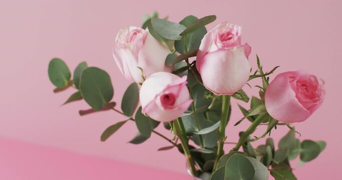 Video of pink roses in glass vase with copy space on pink background