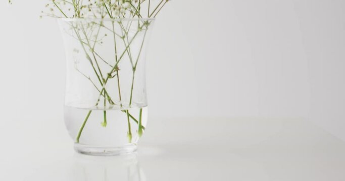 Video of white flowers in glass vase with copy space on white background