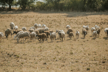 Mouton dans un prés au coucher du soleil