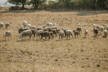 Mouton dans un prés au coucher du soleil