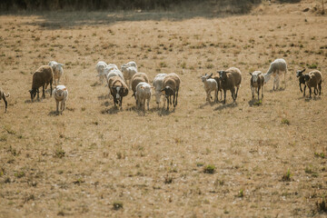 Mouton dans un prés au coucher du soleil