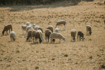 Mouton dans un prés au coucher du soleil