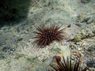 Naklejka na ściany i meble Echinometra mathaei at the bottom of a coral reef in the Red Sea