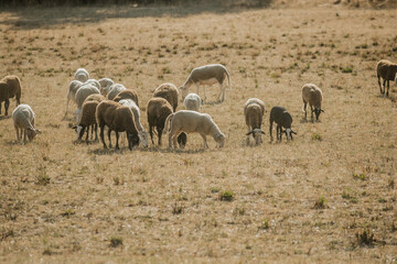 Mouton dans un prés au coucher du soleil