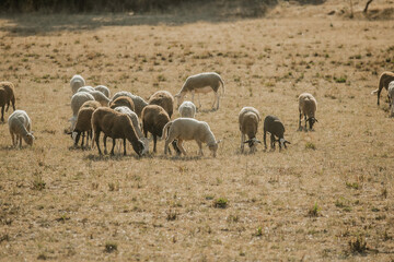 Mouton dans un prés au coucher du soleil