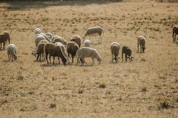 Mouton dans un prés au coucher du soleil