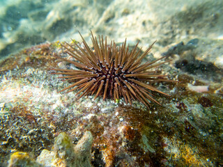 Naklejka na ściany i meble Echinometra mathaei at the bottom of a coral reef in the Red Sea