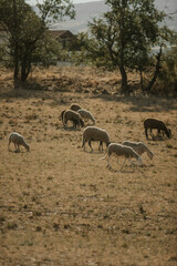 Mouton dans un prés au coucher du soleil