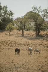 Mouton dans un prés au coucher du soleil