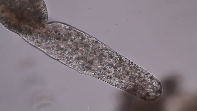 Study of protozoa and Algae under the microscope for education.