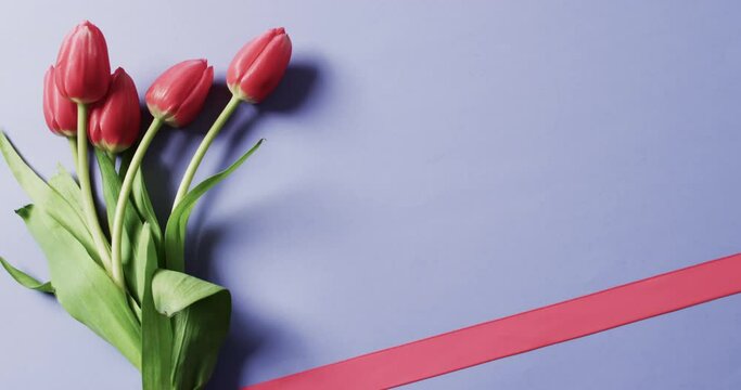 Video of bunch of red tulips with red ribbon on copy space on purple background