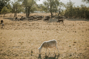Mouton dans un prés au coucher du soleil