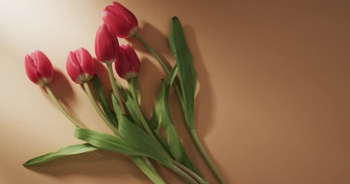 Video of bunch of red tulips with copy space on yellow background
