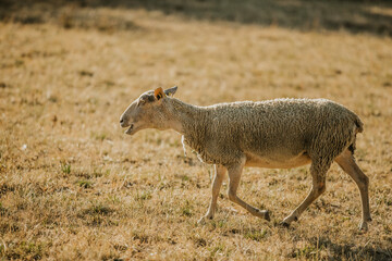 Mouton dans un prés au coucher du soleil