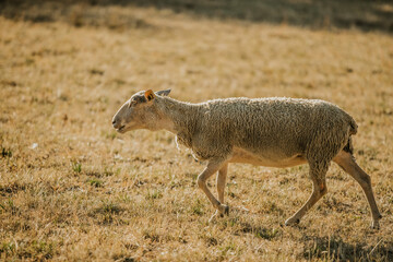 Mouton dans un prés au coucher du soleil