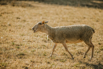 Mouton dans un prés au coucher du soleil