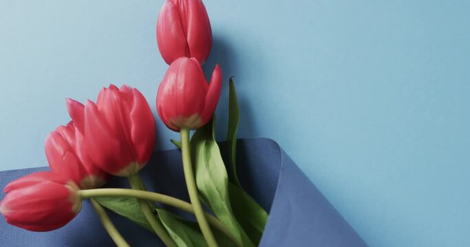 Video of bunch of red tulips with copy space on blue background