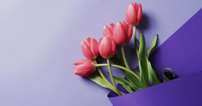 Video of bunch of red tulips with copy space on purple background