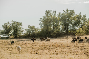 Mouton dans un prés au coucher du soleil