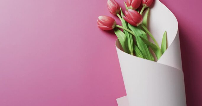 Video of bunch of red tulips in white paper and copy space on pink background