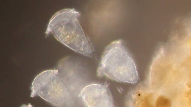 Study of protozoa and Algae under the microscope for education.
