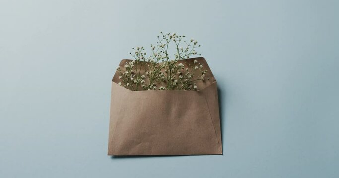 Video of white flowers in brown envelope and copy space on blue background