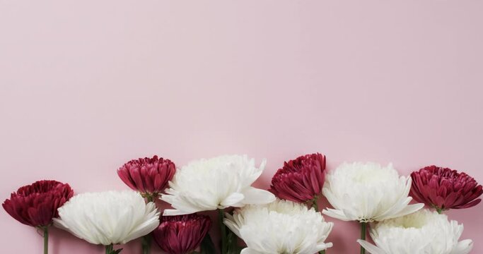 Video of red and white flowers and copy space on pink background