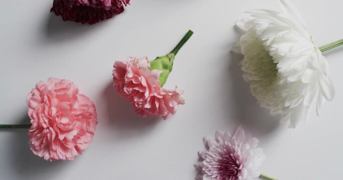 Video of white, red and pink flowers and copy space on white background