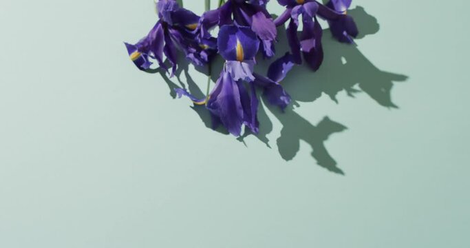 Video of purple iris flowers with copy space on green background